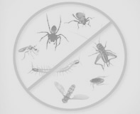 شركة مكافحة حشرات بالطائف رش مبيدات بالطائف صراصير بق النمل الناموس الذباب الفئران تركيب طارد حمام